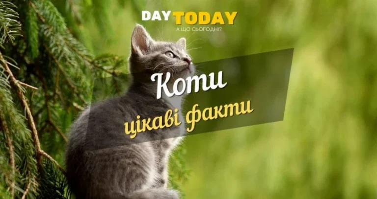 Цікаві факти про котів