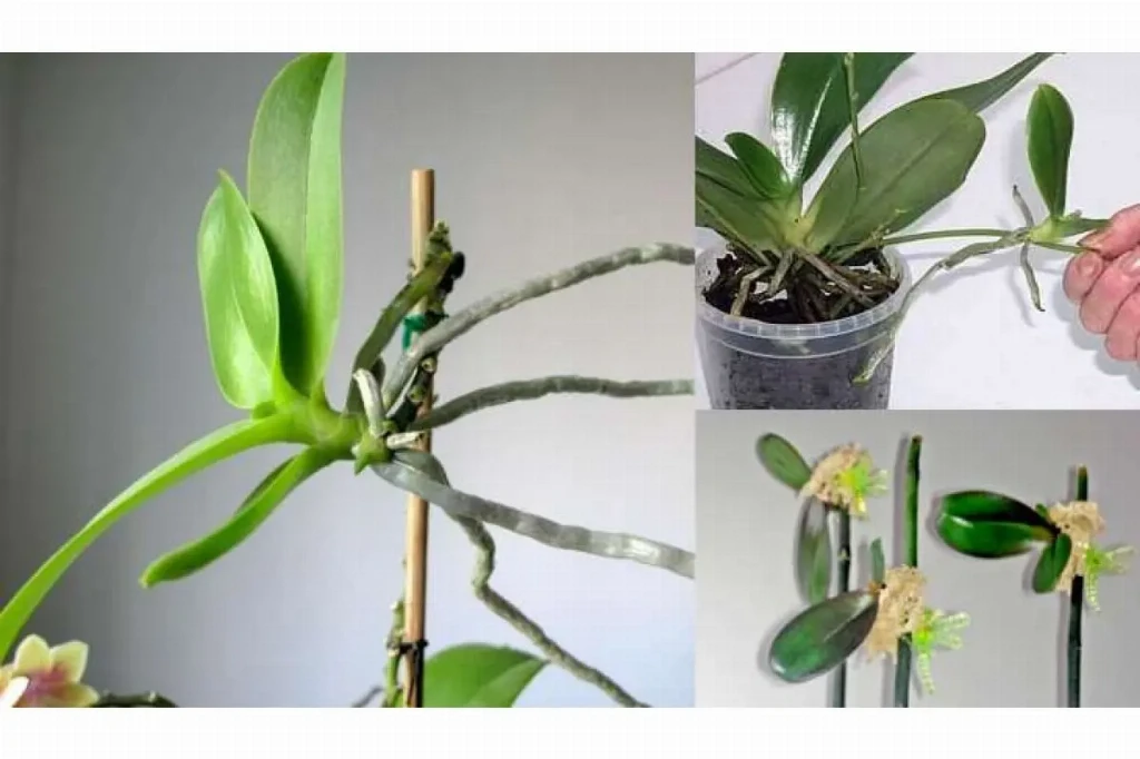 Як розмножити орхідею в домашніх умовах без втрат
